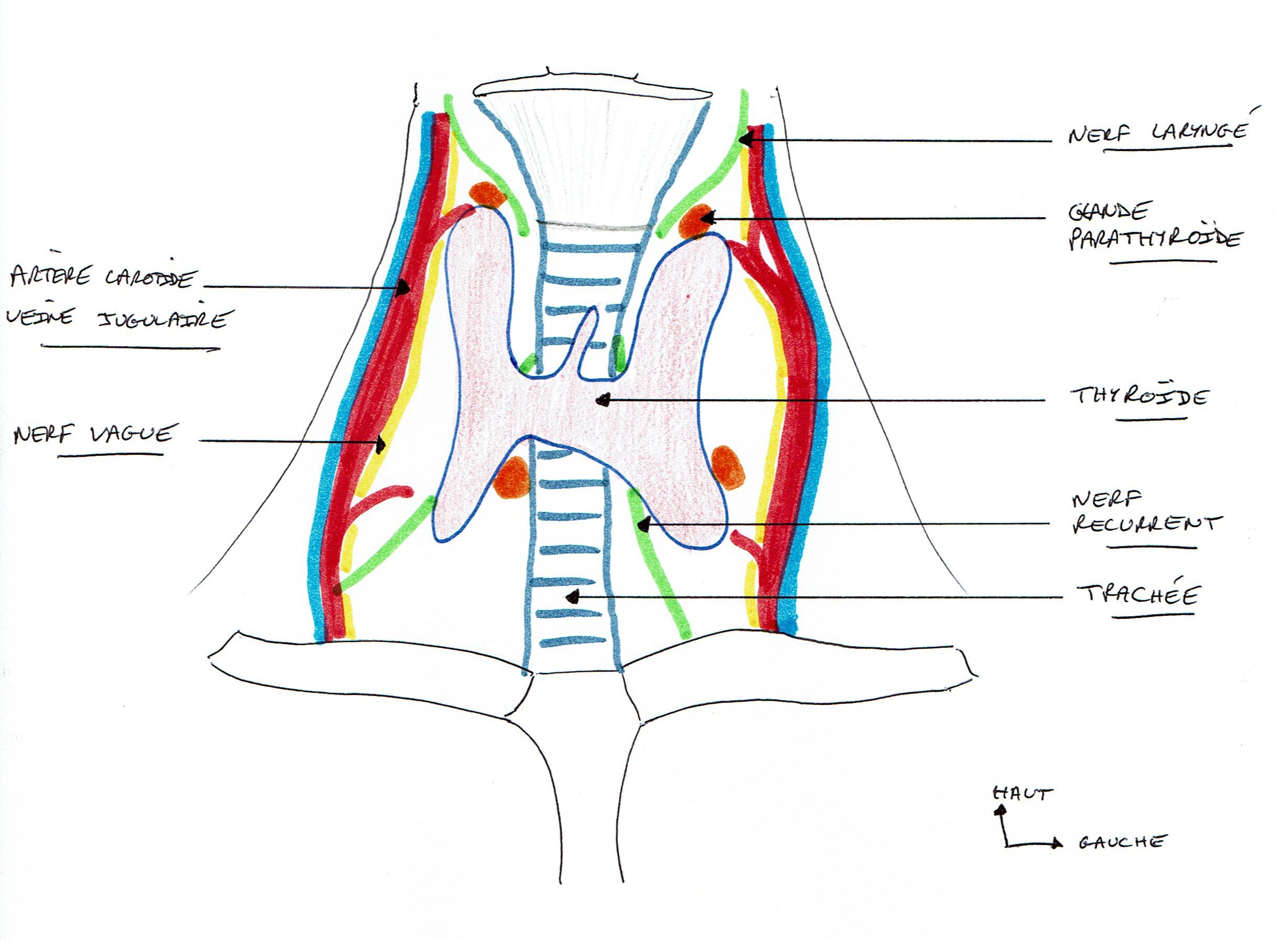 Thyroïdectomies - Bordeaux Chirurgie Viscérale et Digestive